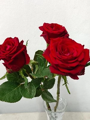Ever Red Rose, 10 stems