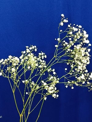 Baby Breath, White